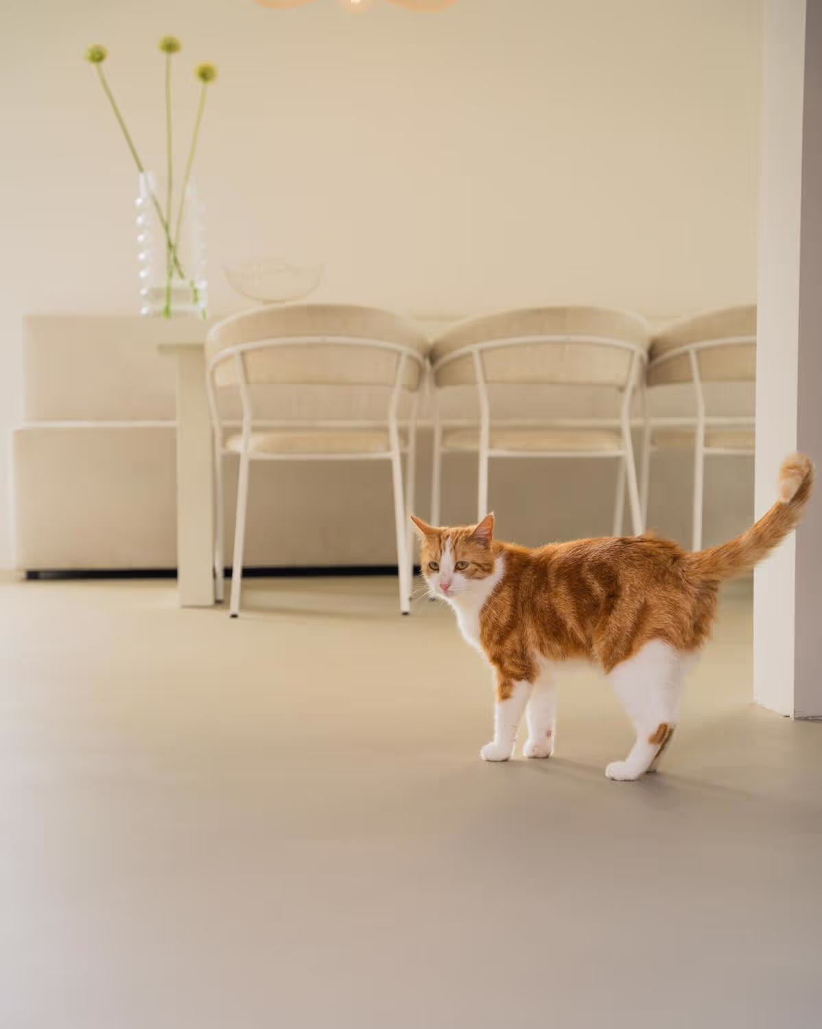 Ewig Bau GmbH - Katze im Haus